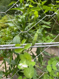 Chicken Wire Pea Trellis -Gardening Supplies 8612718 7307