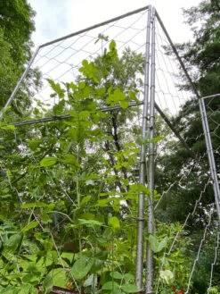 Chicken Wire Pea Trellis -Gardening Supplies 8612718 7308