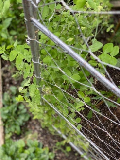 Chicken Wire Pea Trellis -Gardening Supplies 8612718 7312