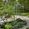Chicken Wire Pea Trellis