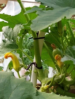 Farmyarn® Multipurpose Garden Tie, 2 Pack -Gardening Supplies 8612948 01v