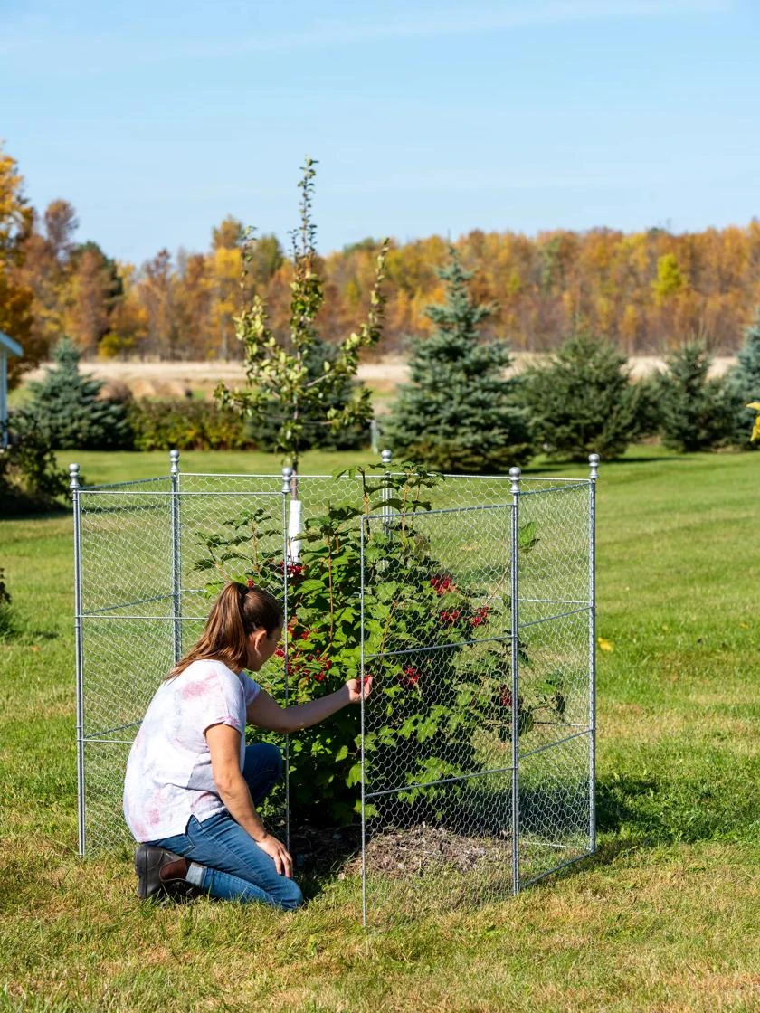 Tall Chicken Wire Critter Fence With Gate 5 Tall Chicken Wire Critter Fence With Gate - Image 3