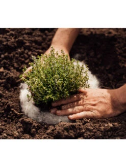 Hortiwool ®, 5 Pad Pack -Gardening Supplies 8613263 06v