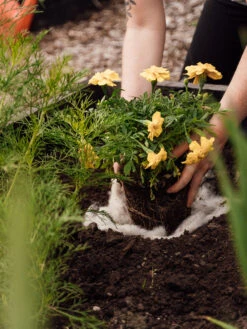 Hortiwool ®, Starter Garden Pad -Gardening Supplies 8613263 12v 1