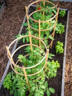 Bamboo Tomato Cages, Set Of 3 -Gardening Supplies 8613426 6916
