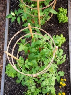 Bamboo Tomato Cages, Set Of 3 -Gardening Supplies 8613426 6921