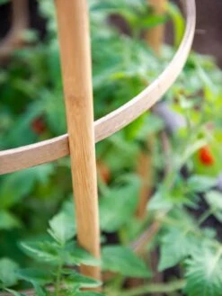 Bamboo Tomato Cages, Set Of 3 -Gardening Supplies 8613426 6924