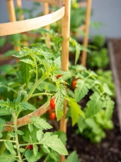 Bamboo Tomato Cages, Set Of 3 -Gardening Supplies 8613426 6934