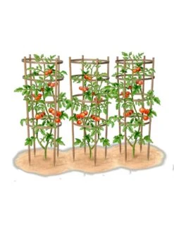 Bamboo Tomato Cages, Set Of 3 -Gardening Supplies 8613426 art