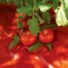Red Tomato Mulch -Gardening Supplies GS30005 07