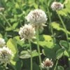 White Clover Seed, 1/2 Lb. -Gardening Supplies GS35957 01K