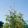 Rainbow Spiral Supports, Set Of 5 -Gardening Supplies GS36377 01 tif