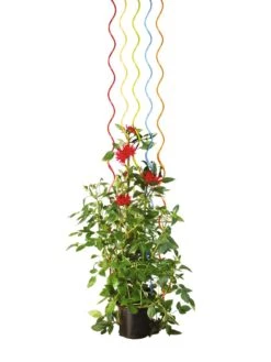 Rainbow Spiral Supports, Set Of 5 15 Rainbow Spiral Supports, Set Of 5 -Gardening Supplies GS36377 03S tif